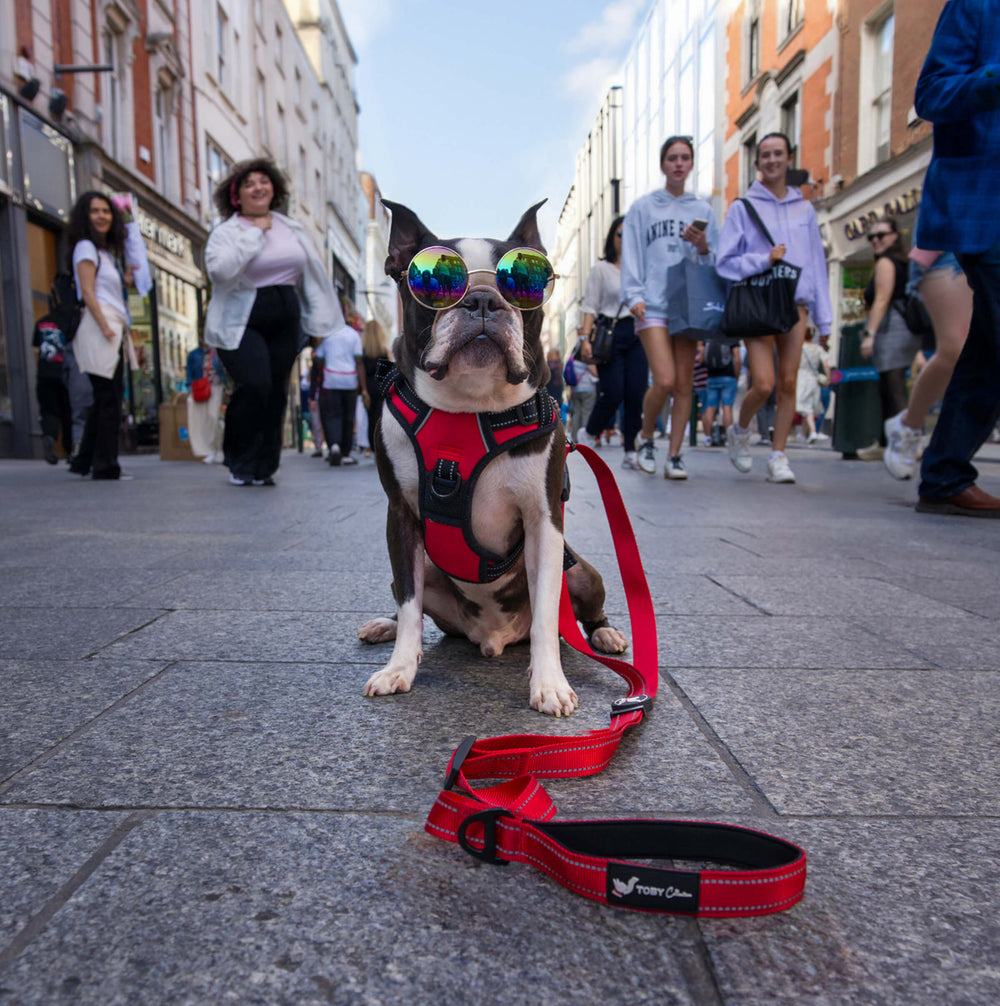 Dog wearing sunglasses and a red harness on a city street with people walking by
