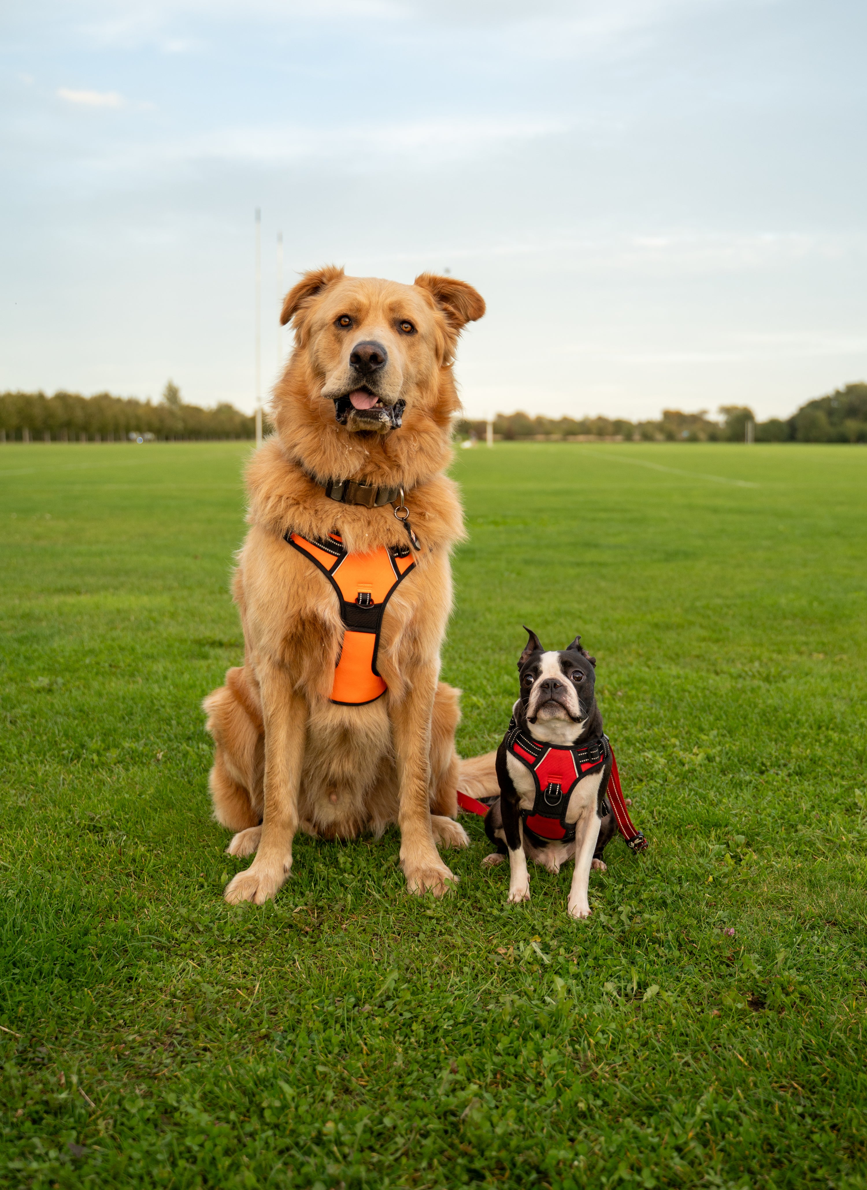 Two dogs, one large and one small, wearing harnesses in a grassy field.