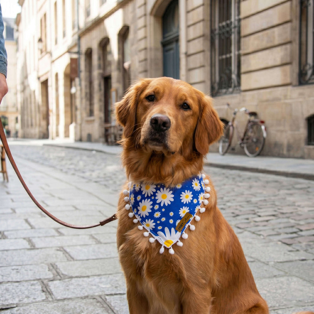 Dog wearing a blue bandana with white flowers on a city street.