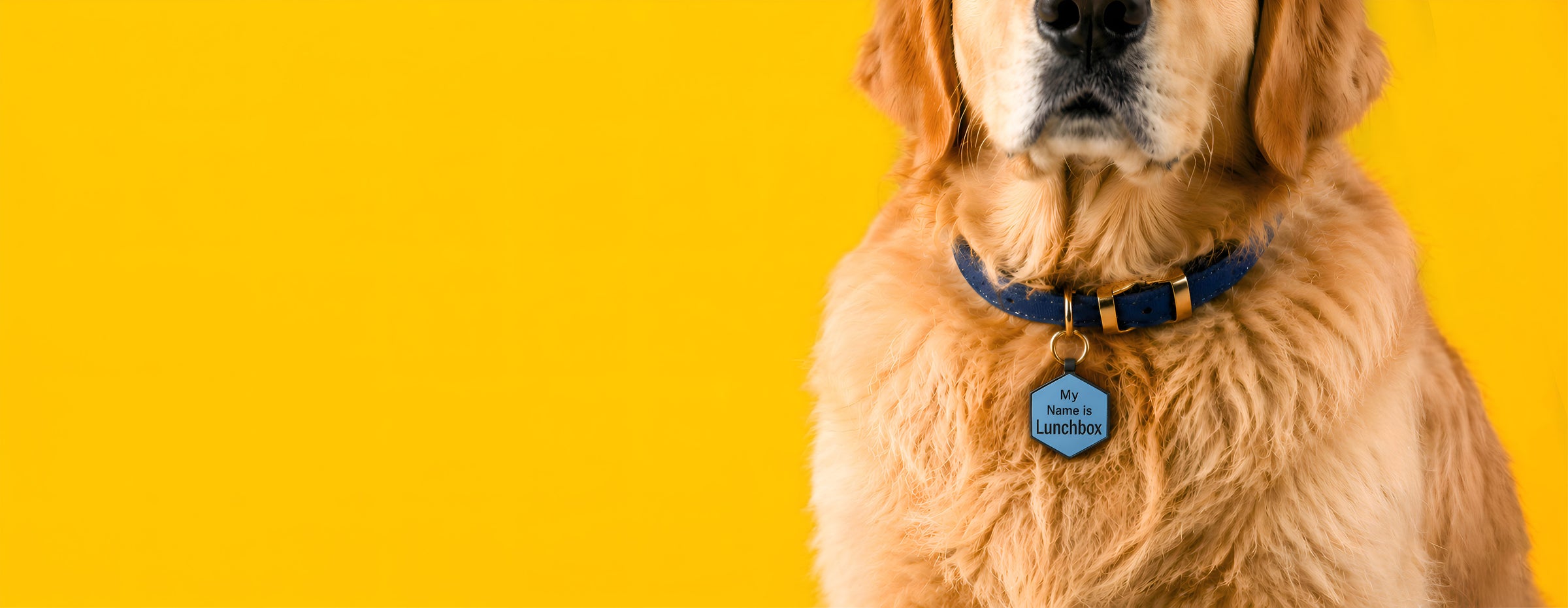 Dog wearing a collar with a tag on a yellow background