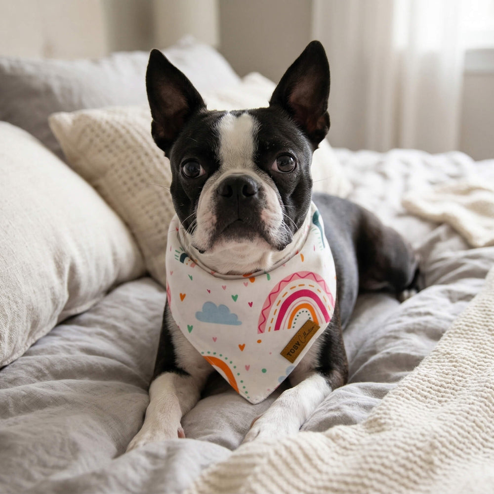 Dog wearing a rainbow bandana on a bed