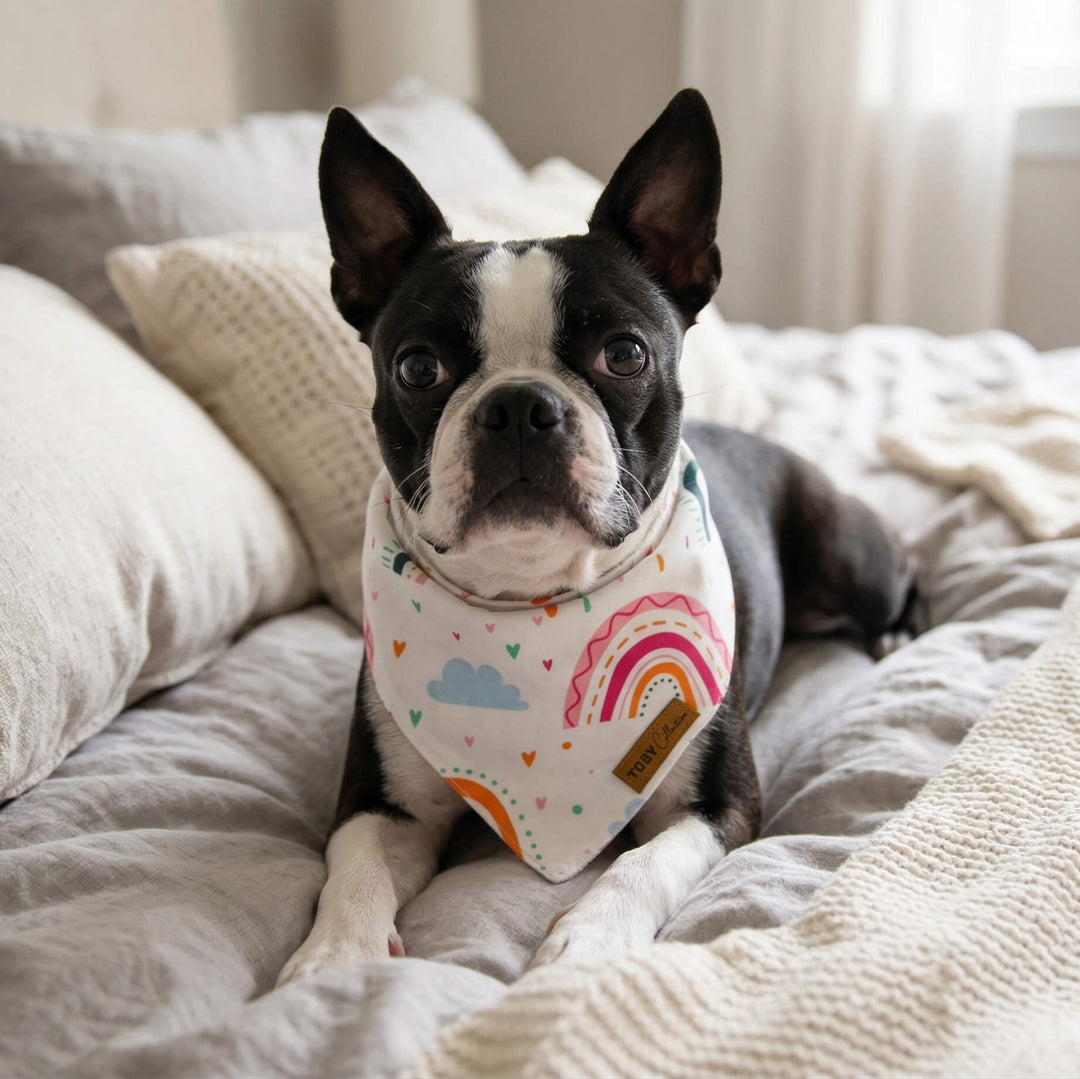 Dog wearing a rainbow bandana on a bed