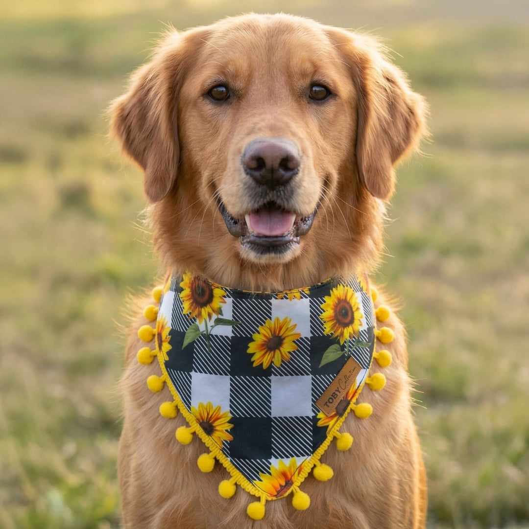 Dog wearing a checkered bandana with sunflower patterns in a grassy field