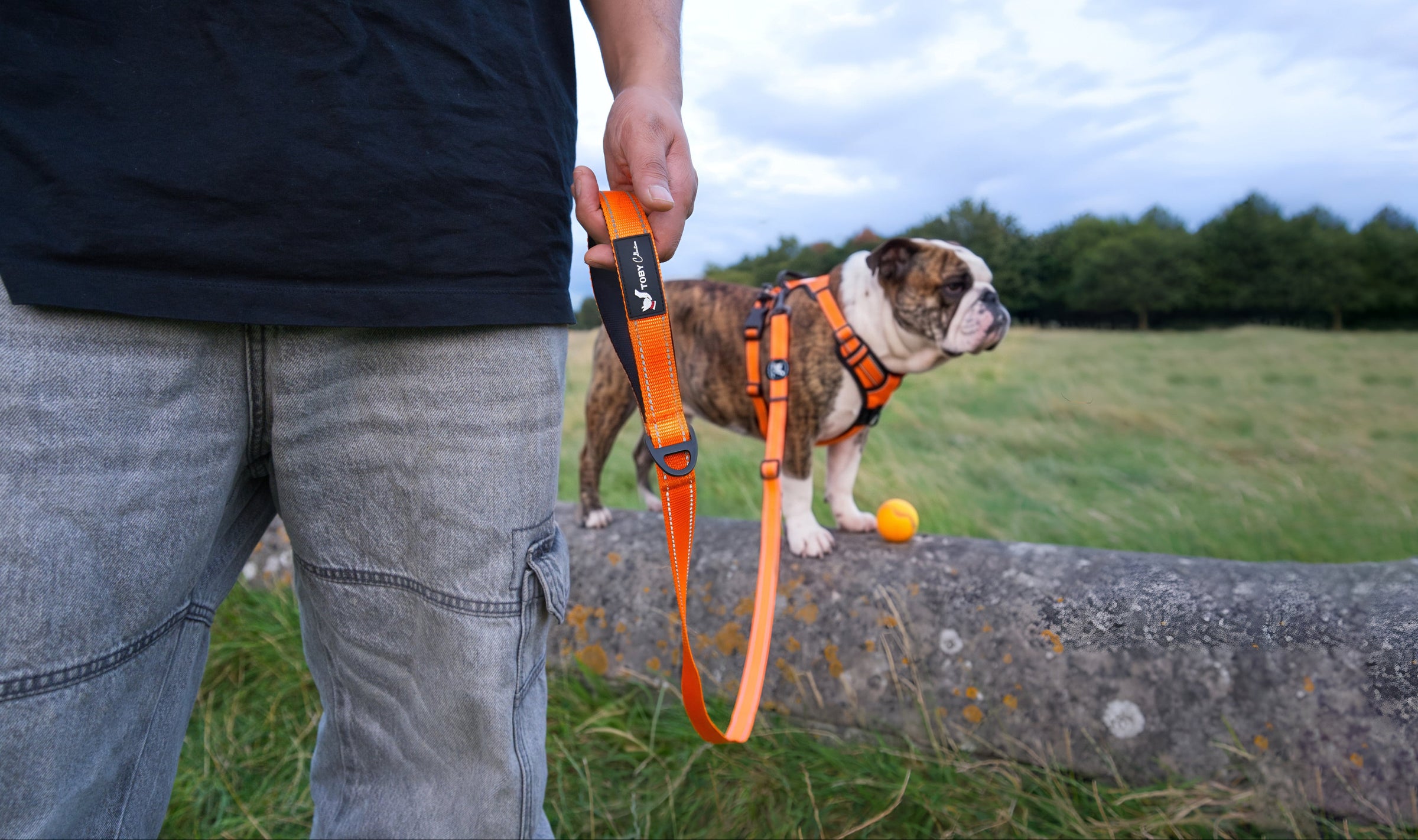 Person holding a dog leash with a dog on a grassy field