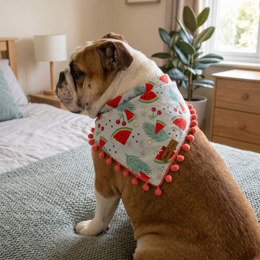 Dog wearing a colorful bandana with watermelon pattern on a bed