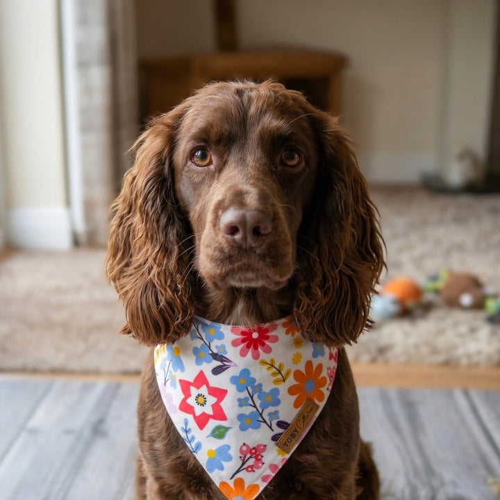 Brown dog wearing a colorful bandana indoors