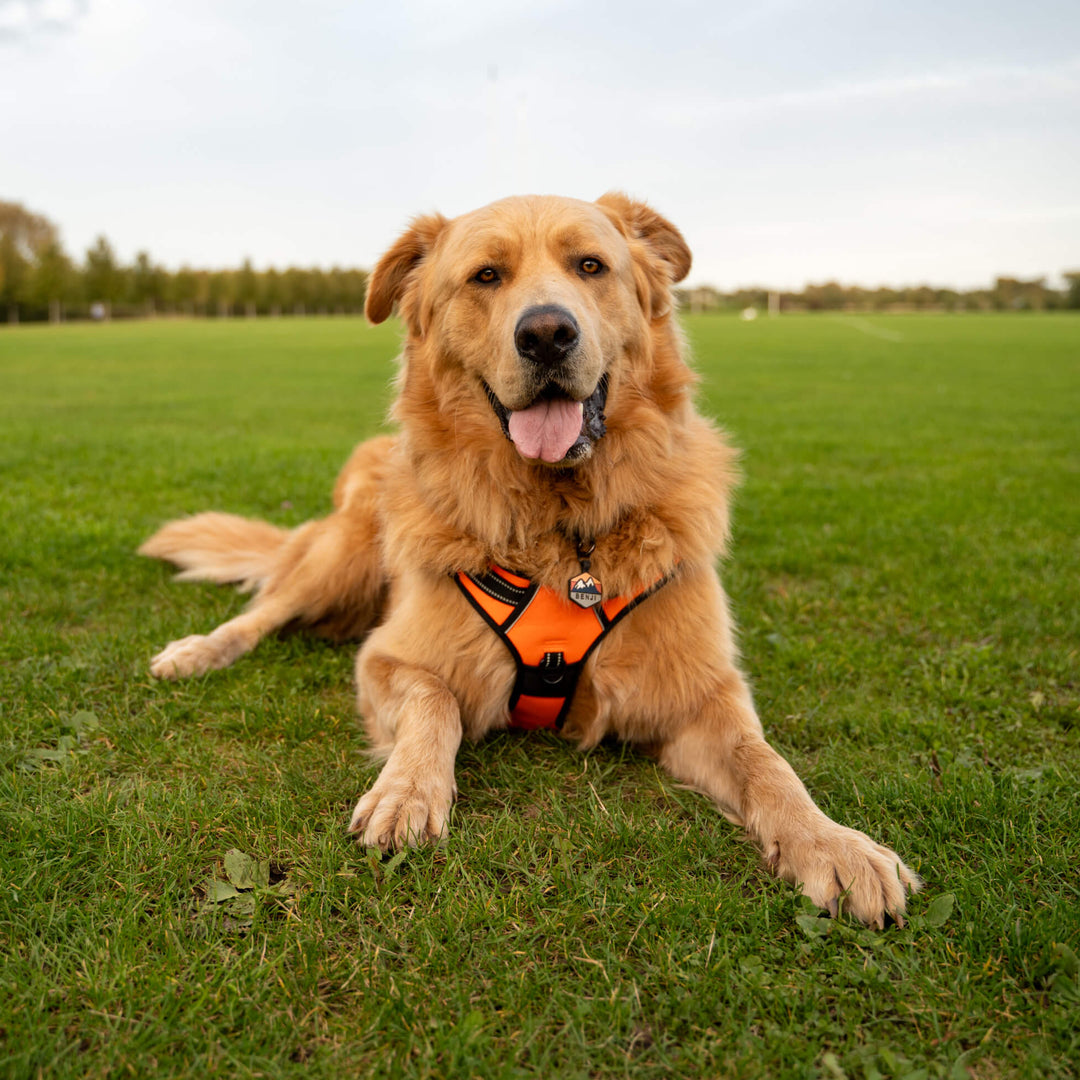 Dog wearing an orange Toby Collection harness sitting on a grassy field