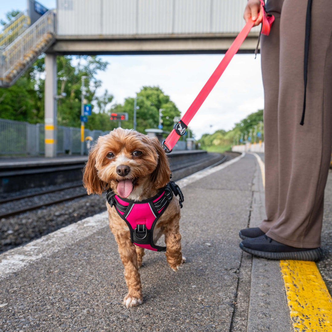 Small dog on a leash at a train station with a person partially visible