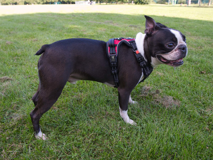 A Boston terrier dog named Toby wearing a red Toby Collection no-pull harness in a grassy park.