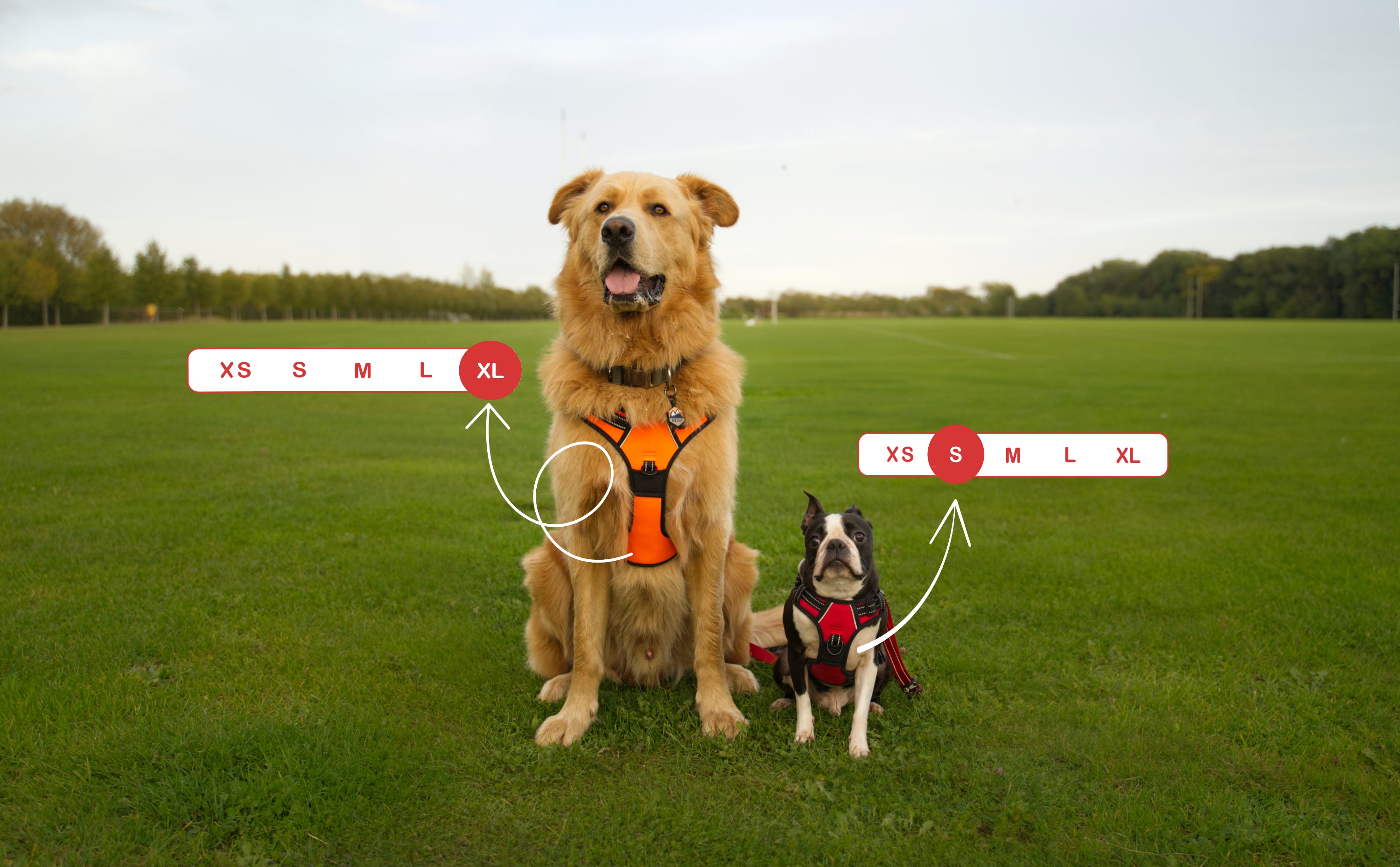 Two dogs wearing dog coats with size indicators on a grassy field.
