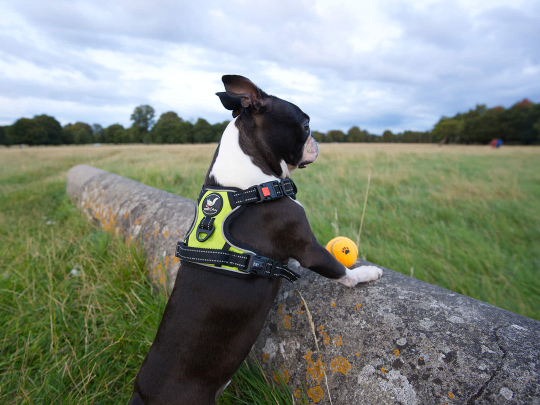 A Boston terrier dog wearing a green Toby Collection no-pull harness, playing with a yellow ball in a grassy park.