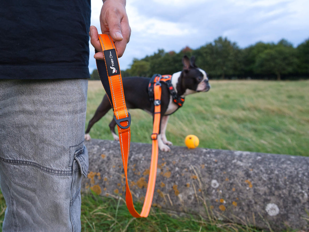 A Boston terrier dog wearing an orange Toby Collection lead and harness while playing in a grassy field.