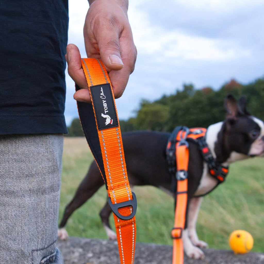 A Boston terrier dog wearing an orange Toby Collection lead and harness while playing in a grassy field.