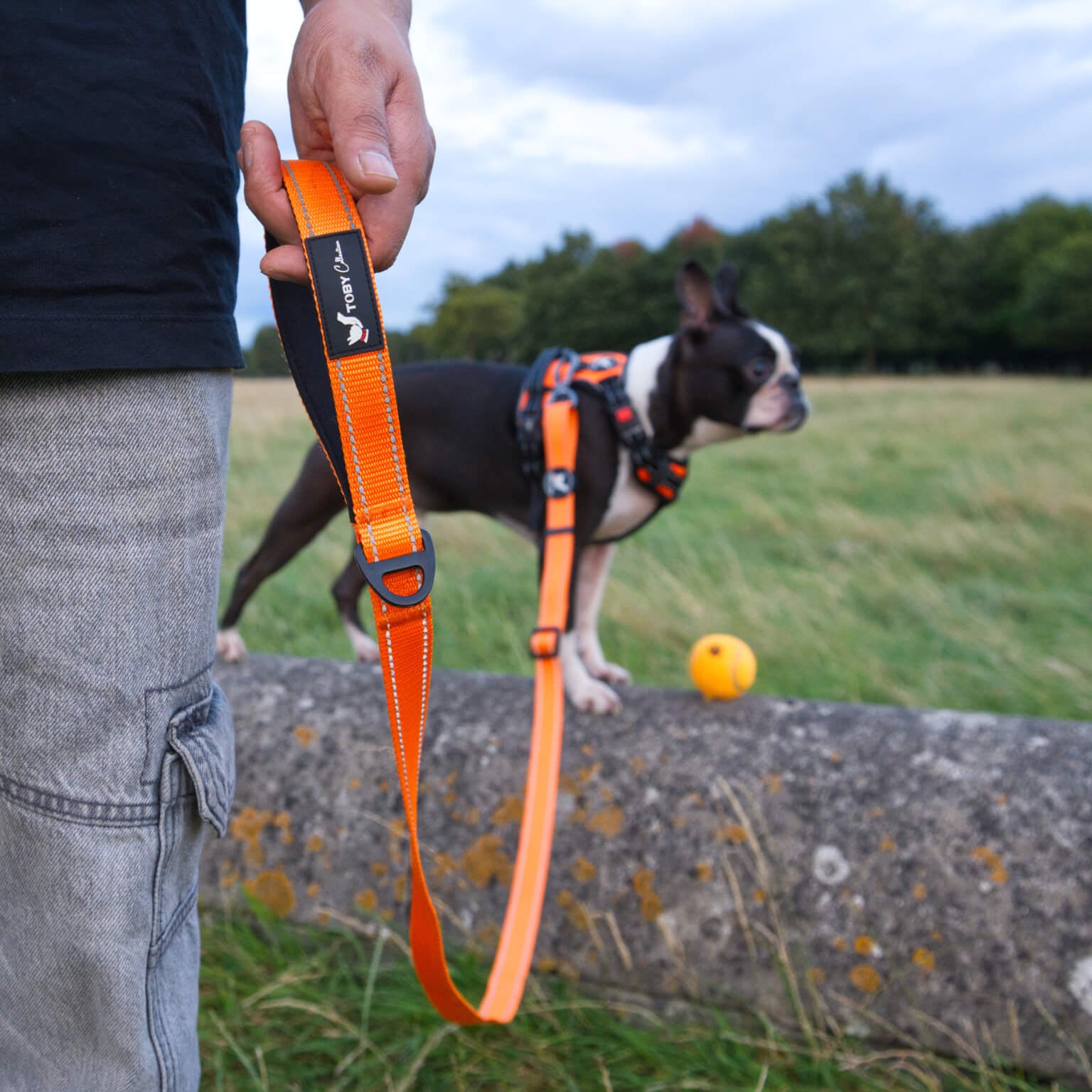 A Boston terrier dog wearing an orange Toby Collection lead and harness while playing in a grassy field.