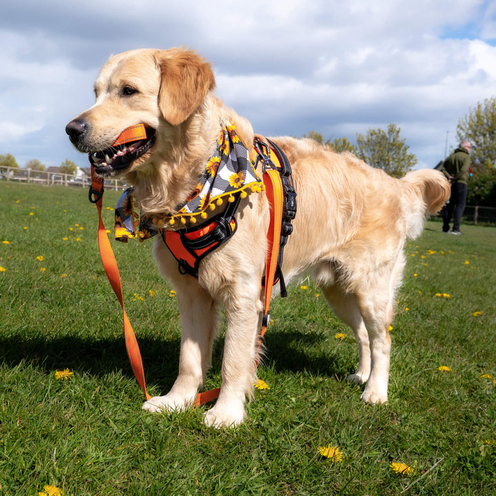 Dog on a leash with a colorful harness in a grassy field
