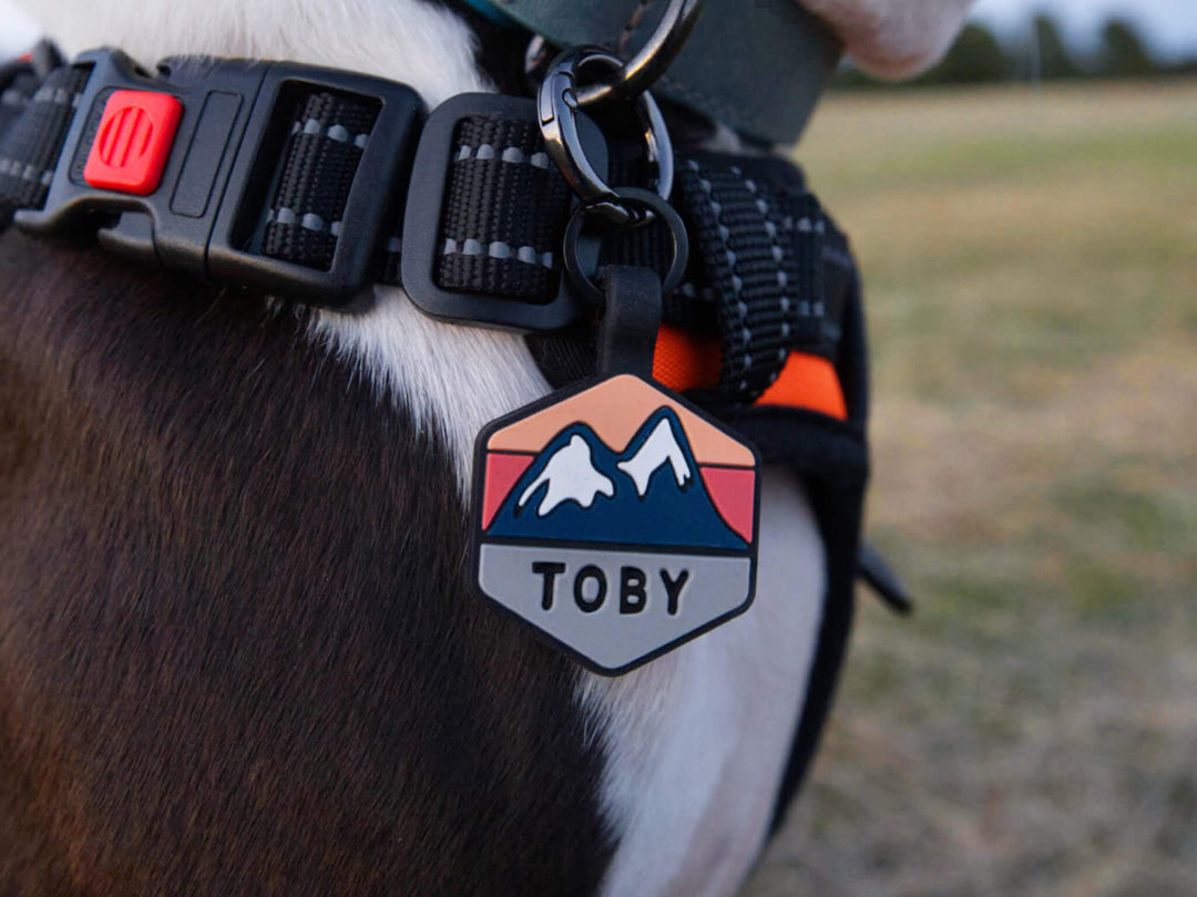 A personalized Toby Collection hexagonal dog tag with a blue mountain design is worn on a black and white Boston terrier.