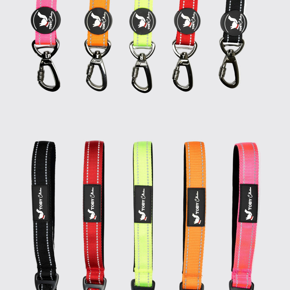 Set of colorful dog leashes with carabiners on a white background