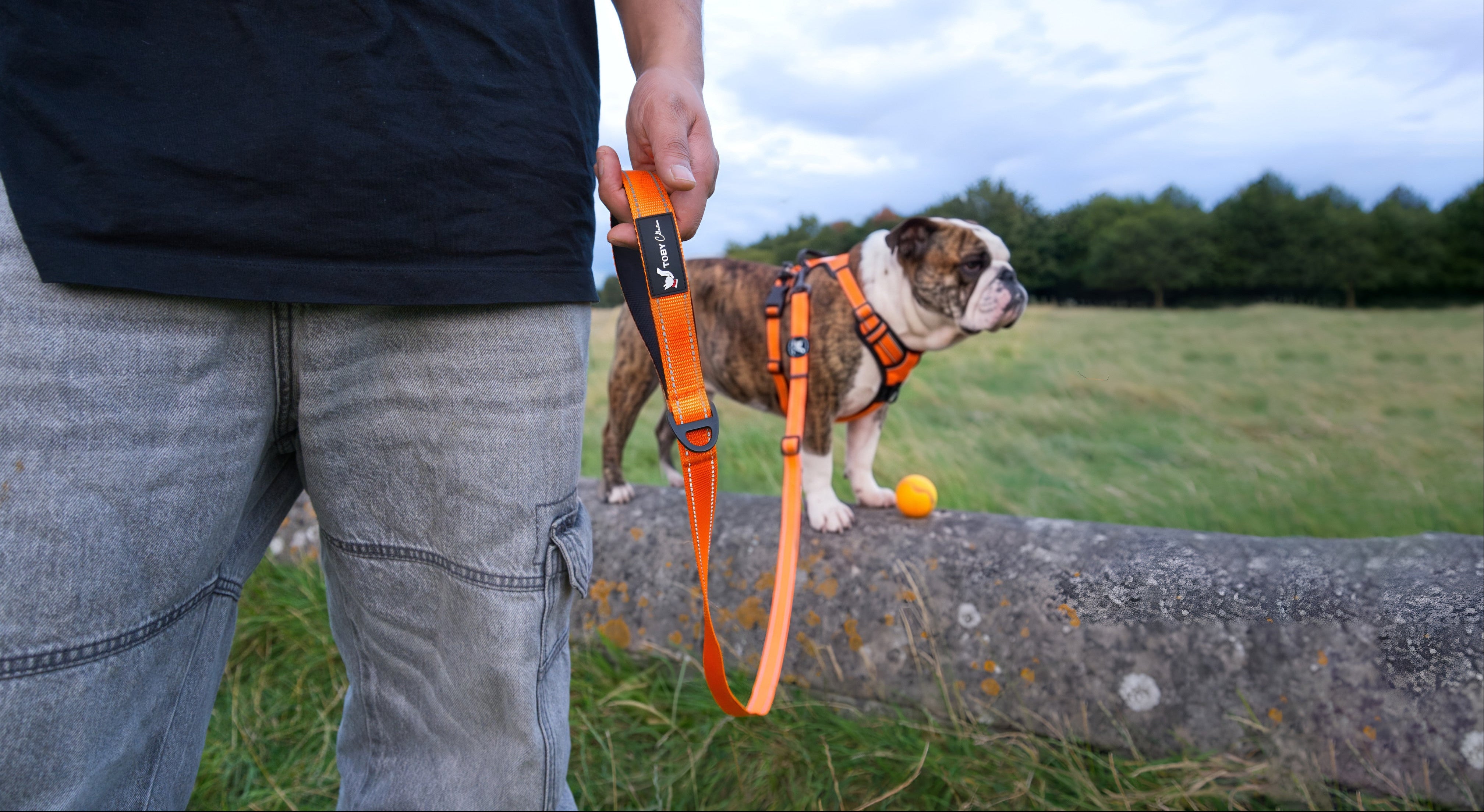 Person holding a dog leash with a bulldog standing on a stone wall in a field.