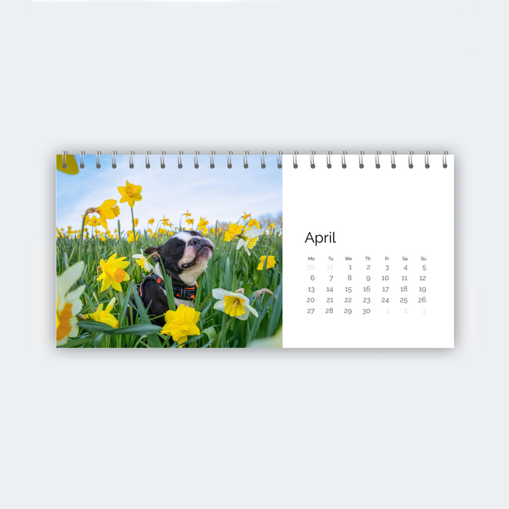 Calendar with a dog in a field of daffodils on a white background