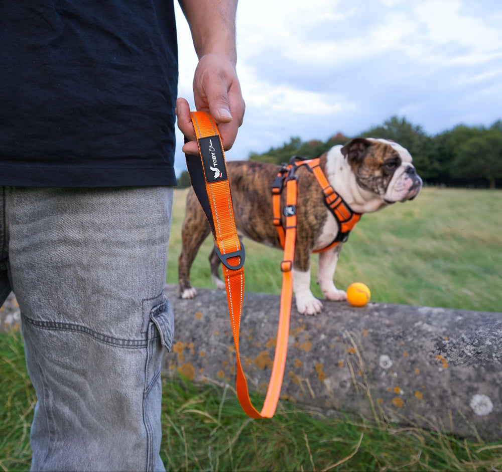 Person holding an orange dog leash with a bulldog on a stone wall in a grassy field.