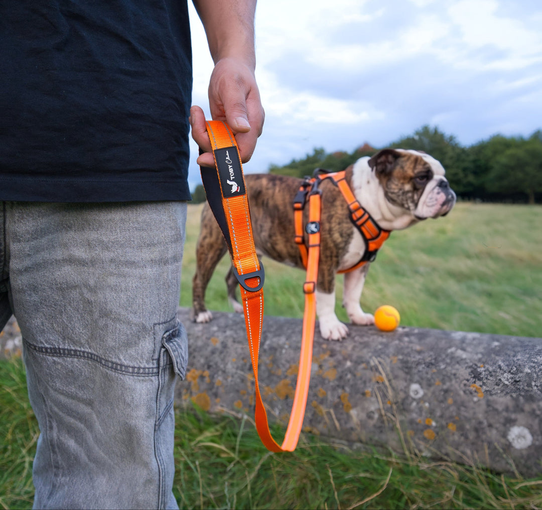 Person holding an orange dog leash with a bulldog on a stone wall in a grassy field.
