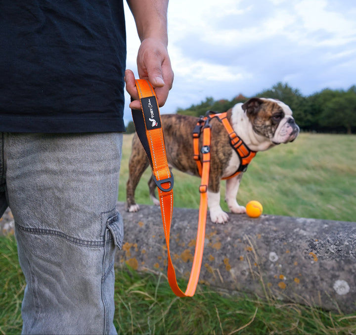 Person holding an orange dog leash with a bulldog on a stone wall in a grassy field.