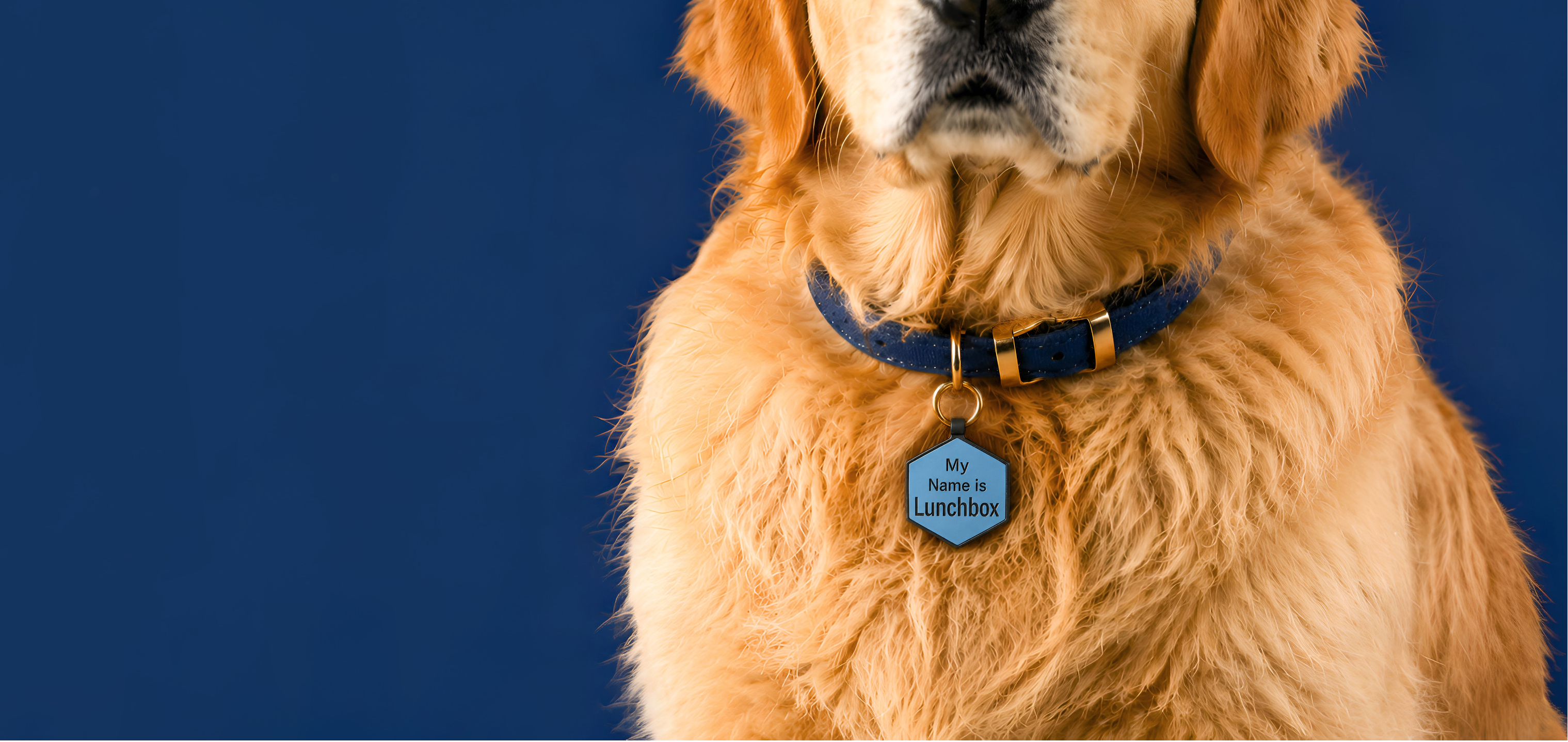 Dog wearing a collar with a blue tag on a blue background