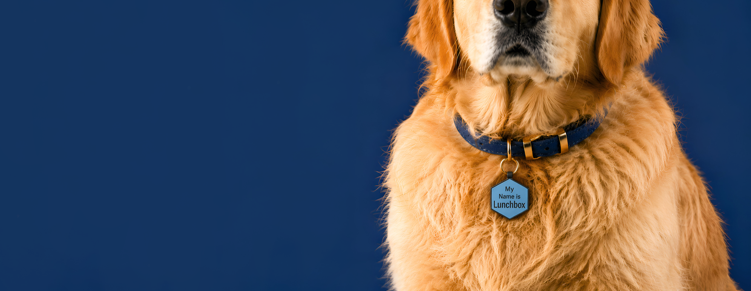 Dog wearing a collar with a blue tag on a blue background