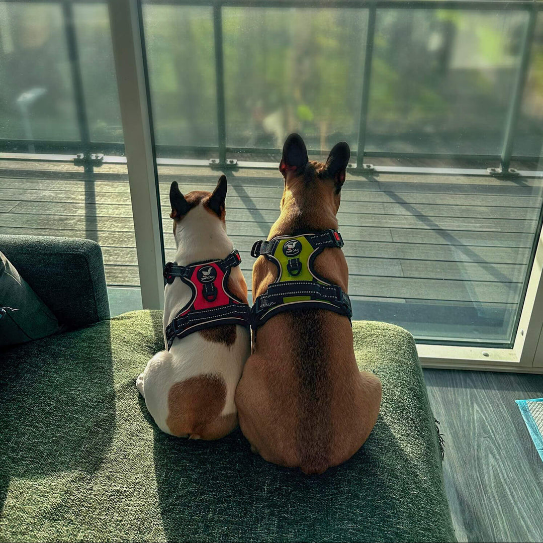 Two dogs sitting on a ledge looking out over a cityscape.
