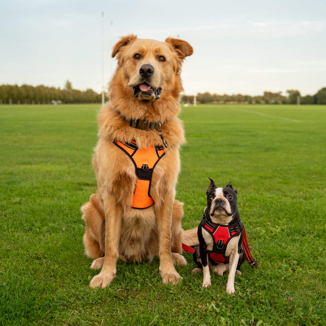 Two dogs, one large and one small, wearing harnesses in a grassy field.